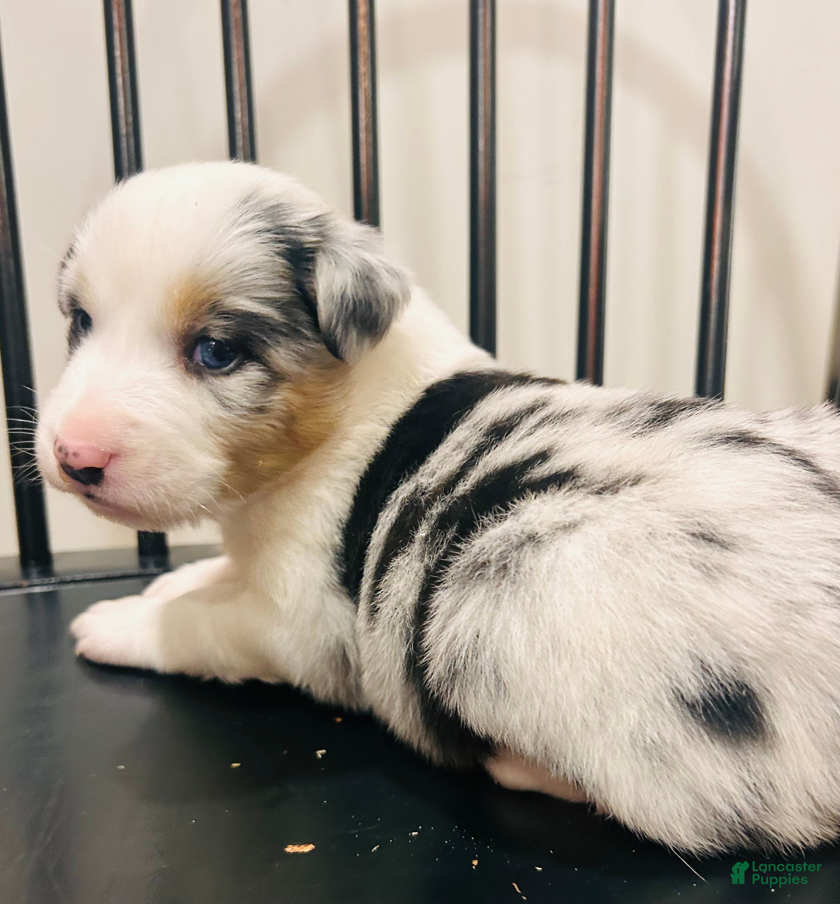 Australian Shepherd dogs Bluey  - Ad 30