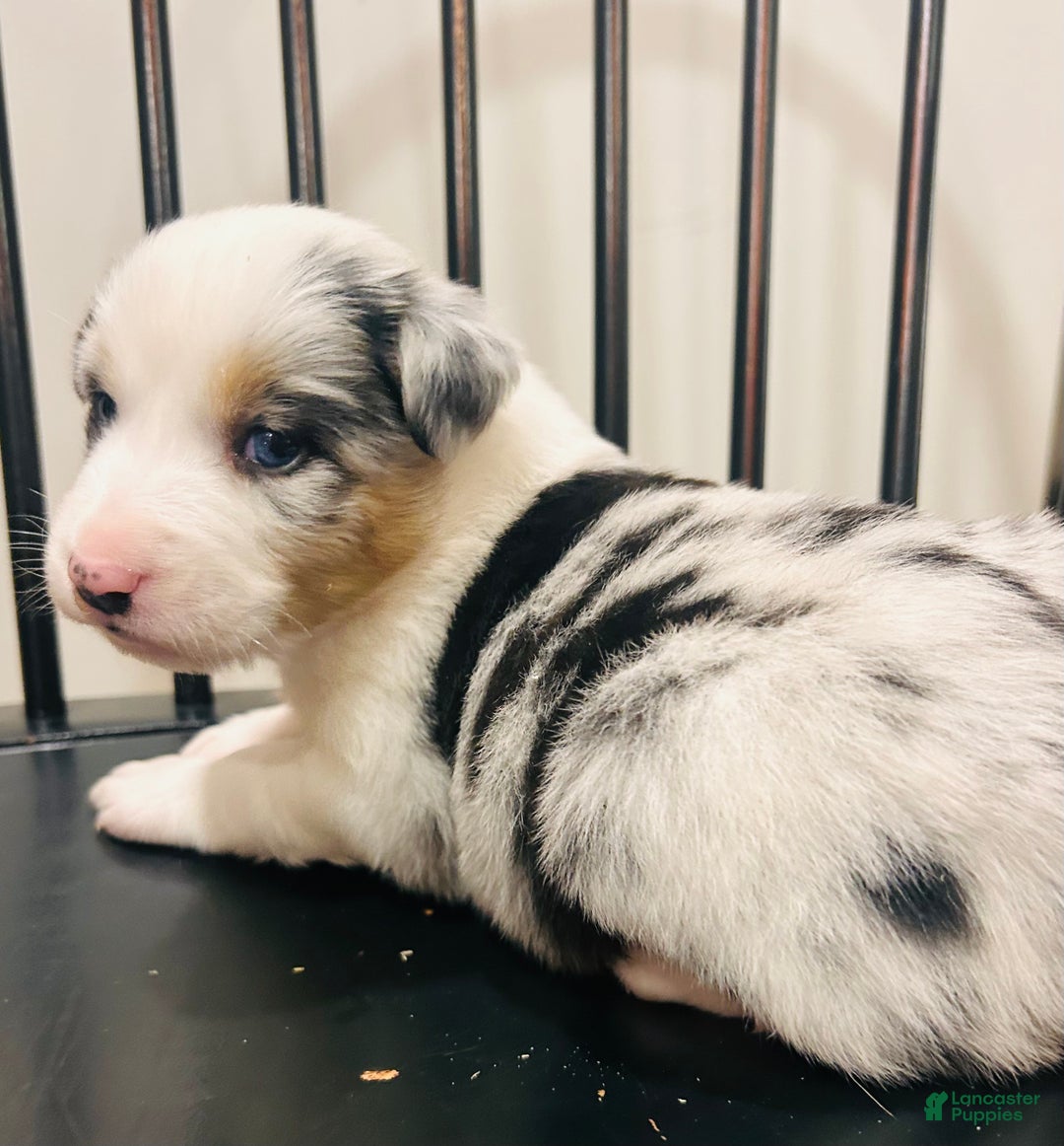 Australian Shepherd dogs for sale: Bluey  - Ad 1