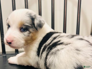 Australian Shepherd dogs Bluey - Ad 1