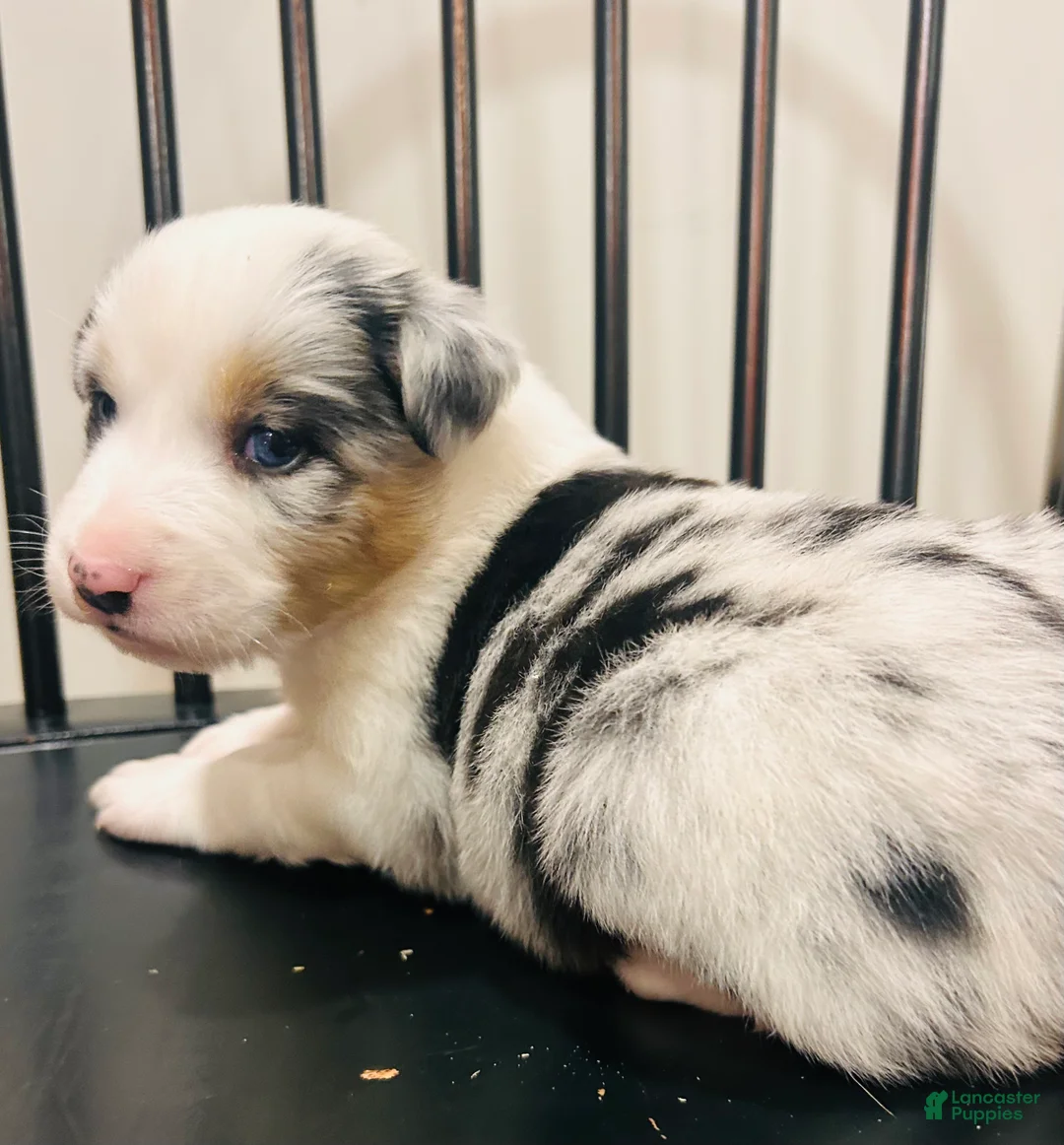 Australian Shepherd dogs for sale: Bluey  - Ad 1