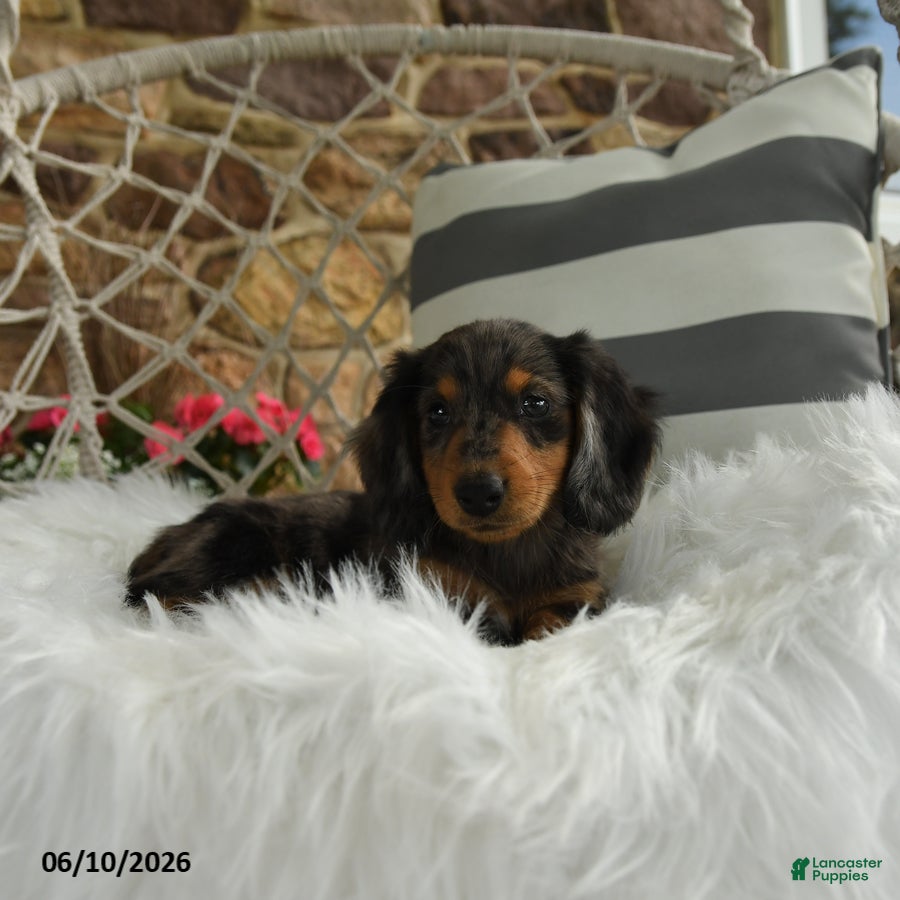 Dachshund dogs Jackson - Ad 2