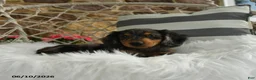 Dachshund dogs for sale: Jackson - Ad 2