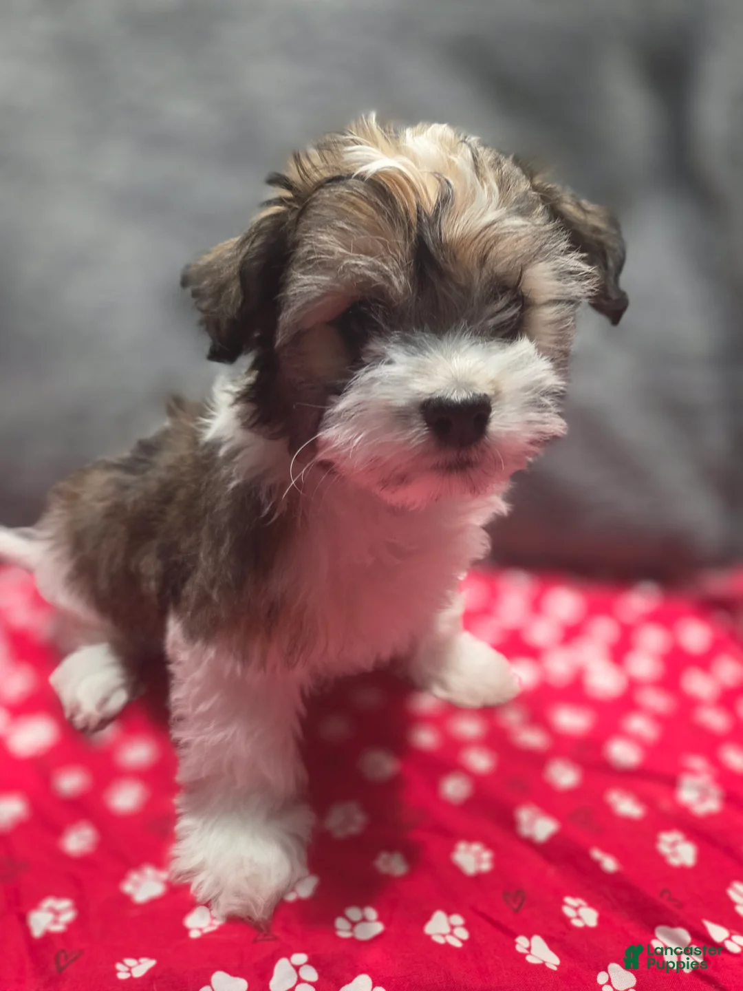 Havanese dogs for sale: Havanese Puppy 2- Kelce - Ad 1