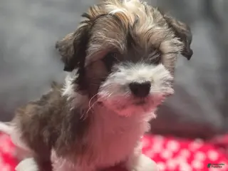 Havanese dogs Havanese Puppy 2- Kelce - Ad 23