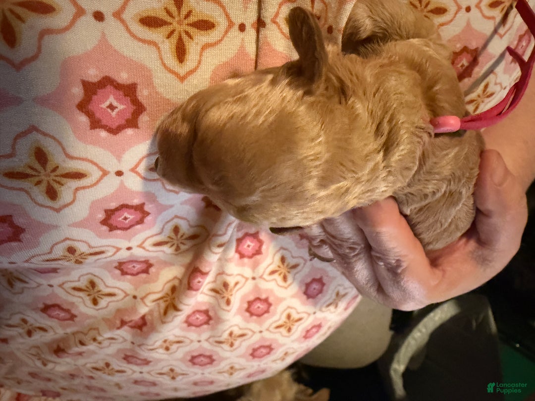 Miniature Poodle dogs for sale: AKC Miniature Poodle Puppy Red - Ad 1