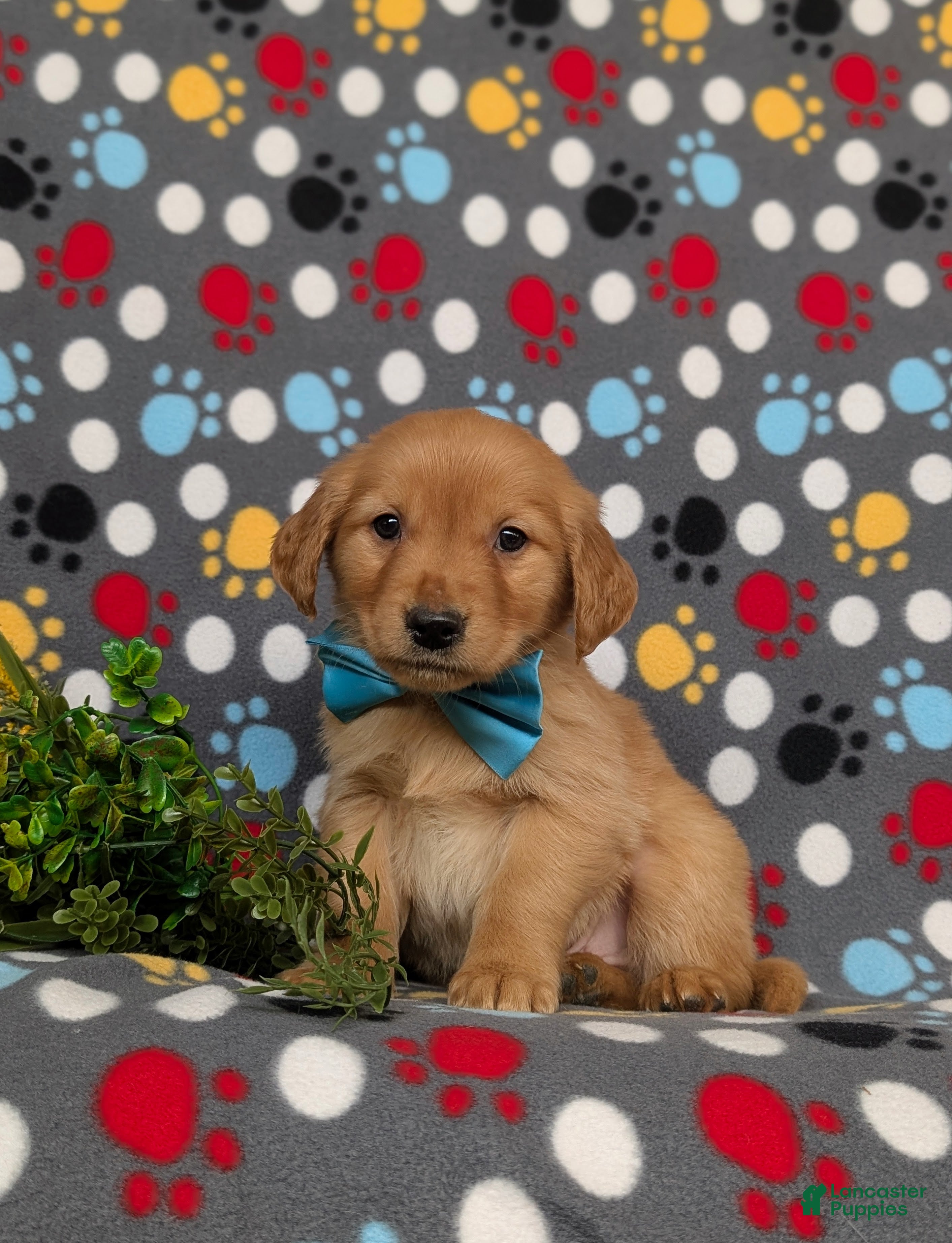 Golden Retriever dogs Forest - Ad 1