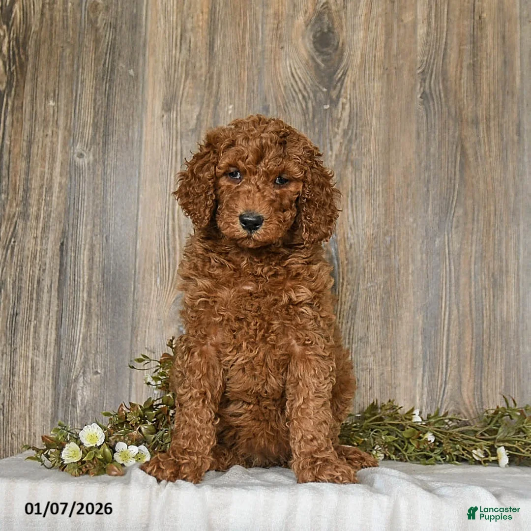 Goldendoodle dogs for sale: Eleanor - Ad 3