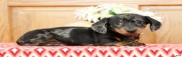 Miniature Dachshund dogs for sale: Lucky - Ad 3