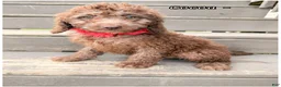 Mini Sheepadoodle dogs for sale: Cocoa- Girl - Ad 6