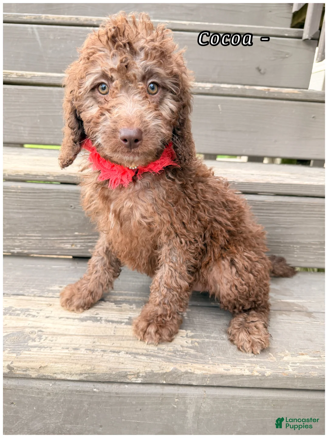 Mini Sheepadoodle dogs for sale: Cocoa- Girl - Ad 6