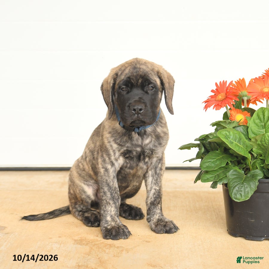 English Mastiff dogs Frances - Ad 1