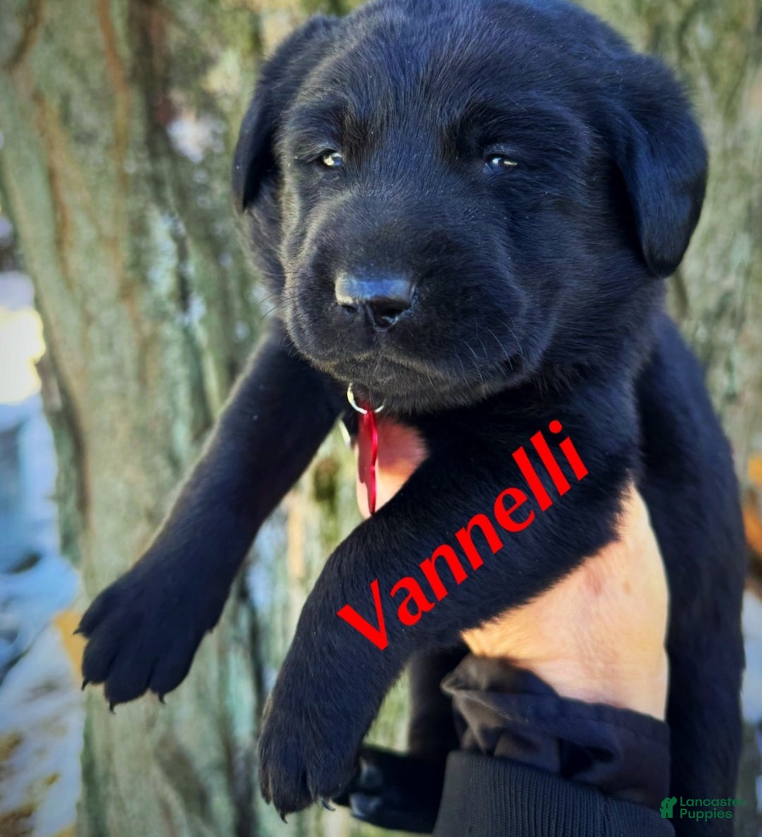 Labrador Retriever dogs for sale:  Puppy 1 - Ad 2