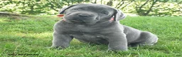 Cane Corso dogs for sale: Redwing - Ad 3