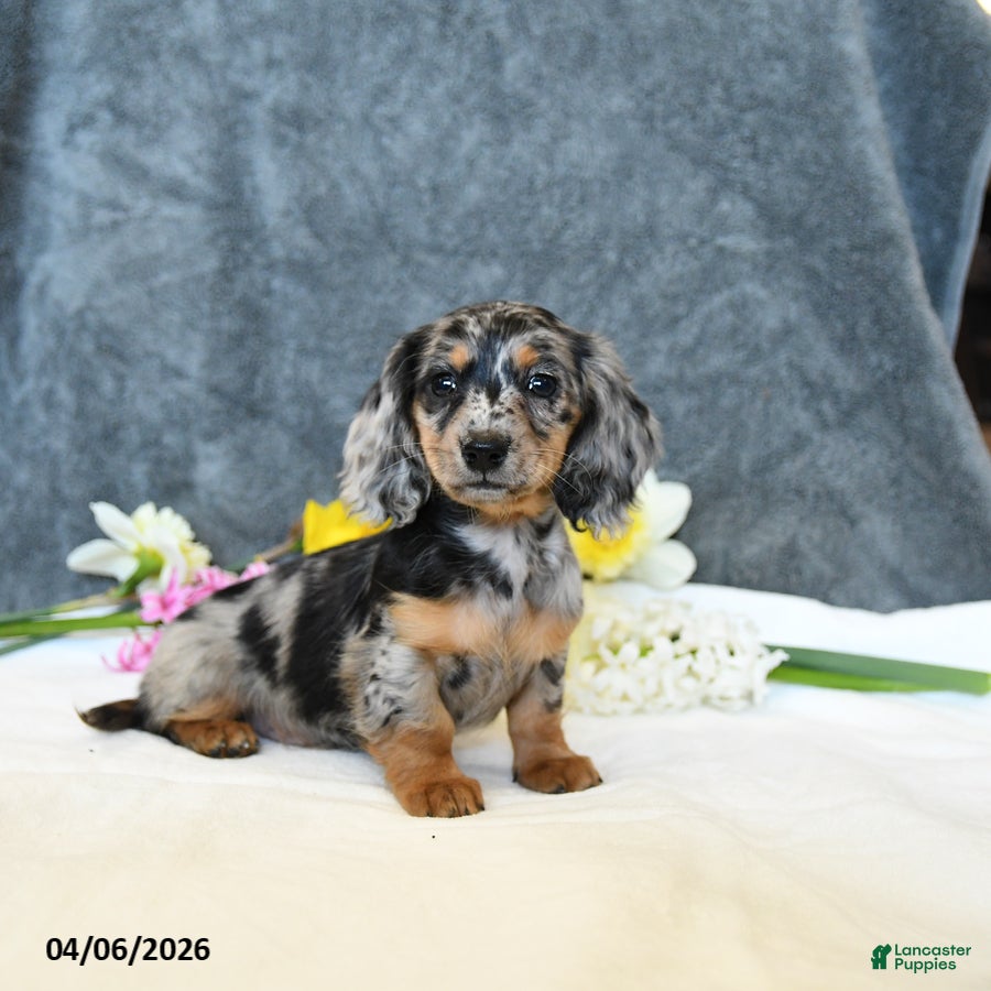 Miniature Dachshund dogs Everett - Ad 2
