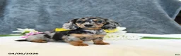 Miniature Dachshund dogs for sale: Everett - Ad 2