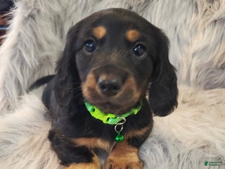 Miniature Dachshund dogs - Ad 21