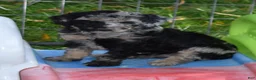 Standard Poodle dogs for sale: Standard Poodle 10 Blue Merle - Ad 13
