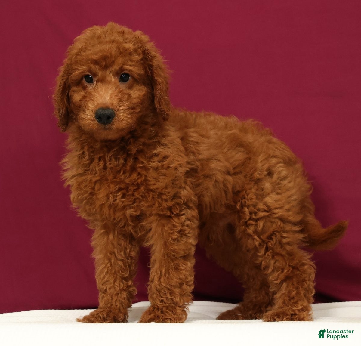 Mini Goldendoodle dogs Ollie - Ad 1