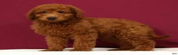 Mini Goldendoodle dogs for sale: Ollie - Ad 1