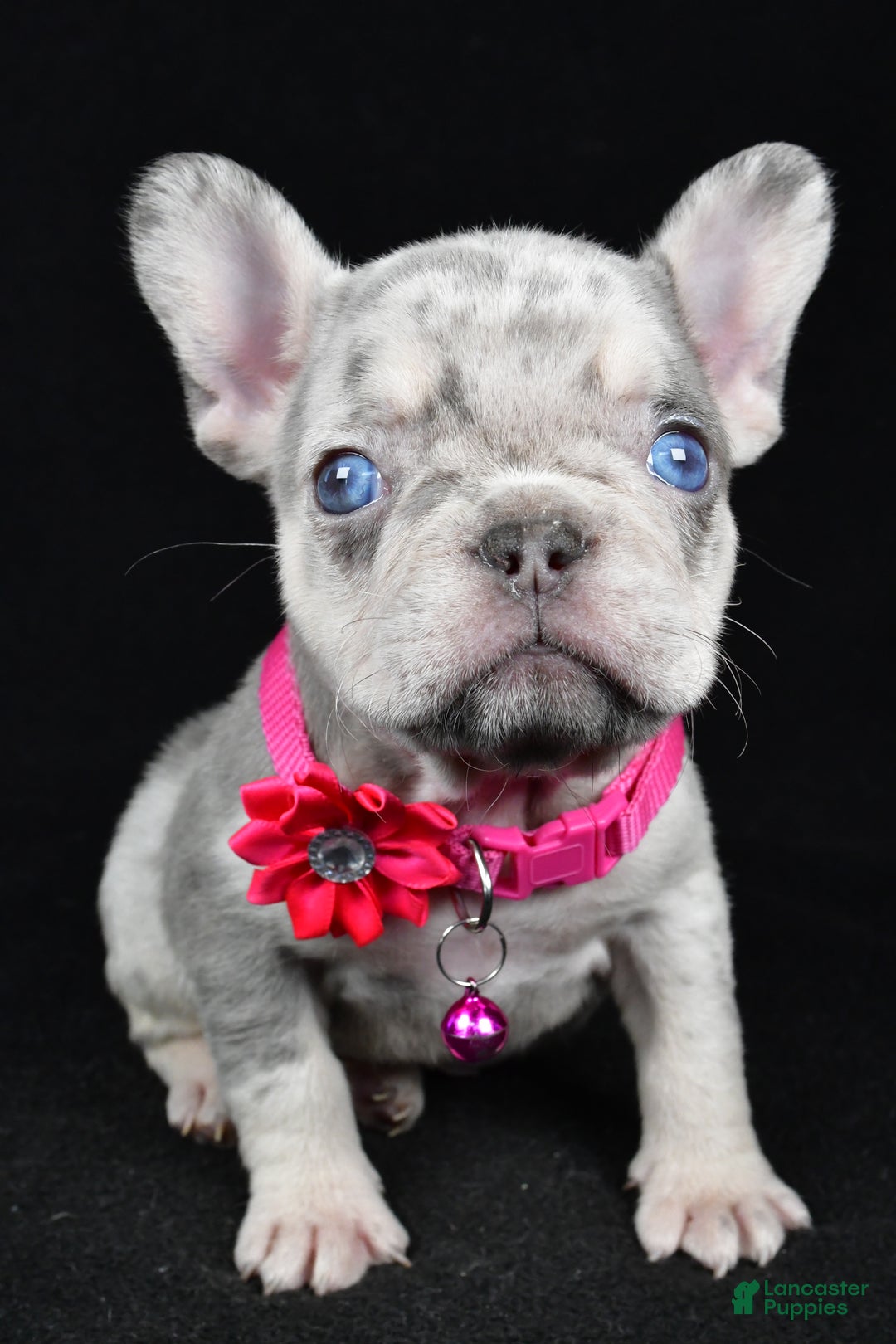 French Bulldog dogs for sale: Krissey - Ad 7