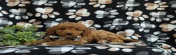 Cockapoo dogs for sale: Nicolas Hypoallergenic - Ad 6