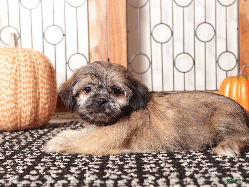 Shih Tzu dogs Harry - ACA Shih Tzu  - Ad 33