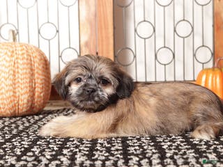 Shih Tzu dogs Harry - ACA Shih Tzu - Ad 24