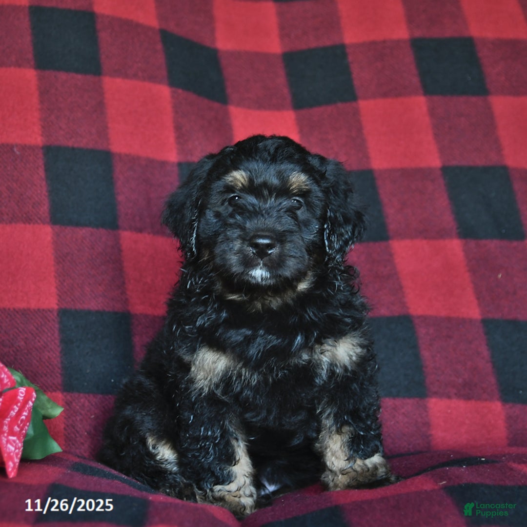 Mini Bernedoodle dogs for sale: Blitzen - Ad 2