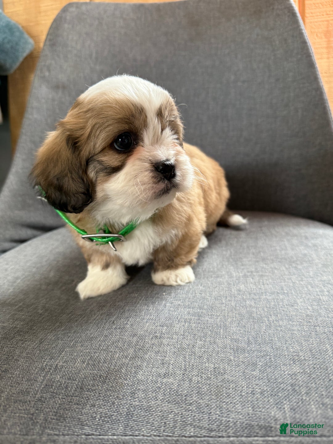 Teddy Bear dogs for sale: Sara - Ad 9