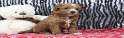 Mini Goldendoodle dogs for sale: Blaze - Ad 4