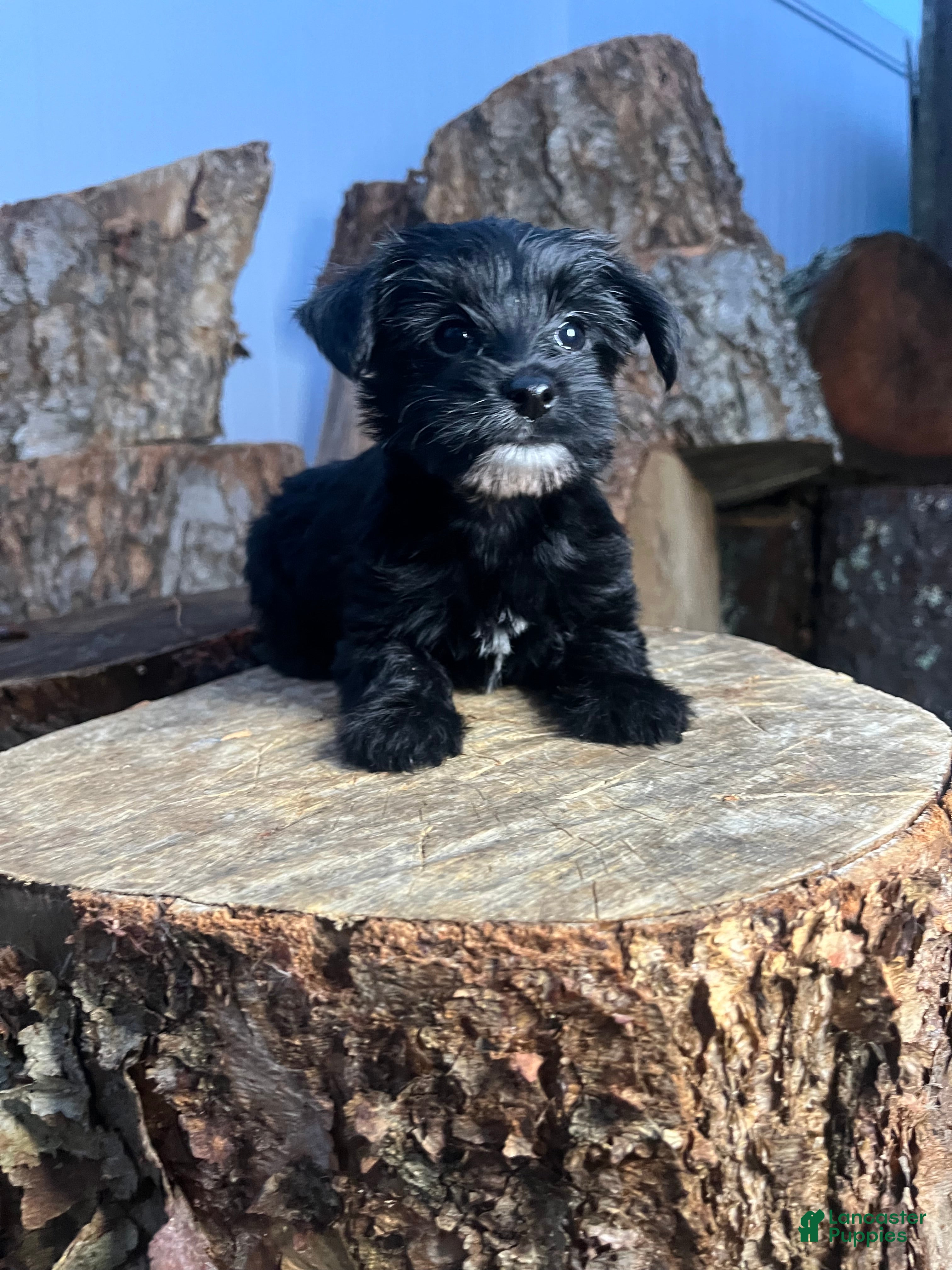 Yorkiepoo dogs Yorkiepoo 2 - Ad 1