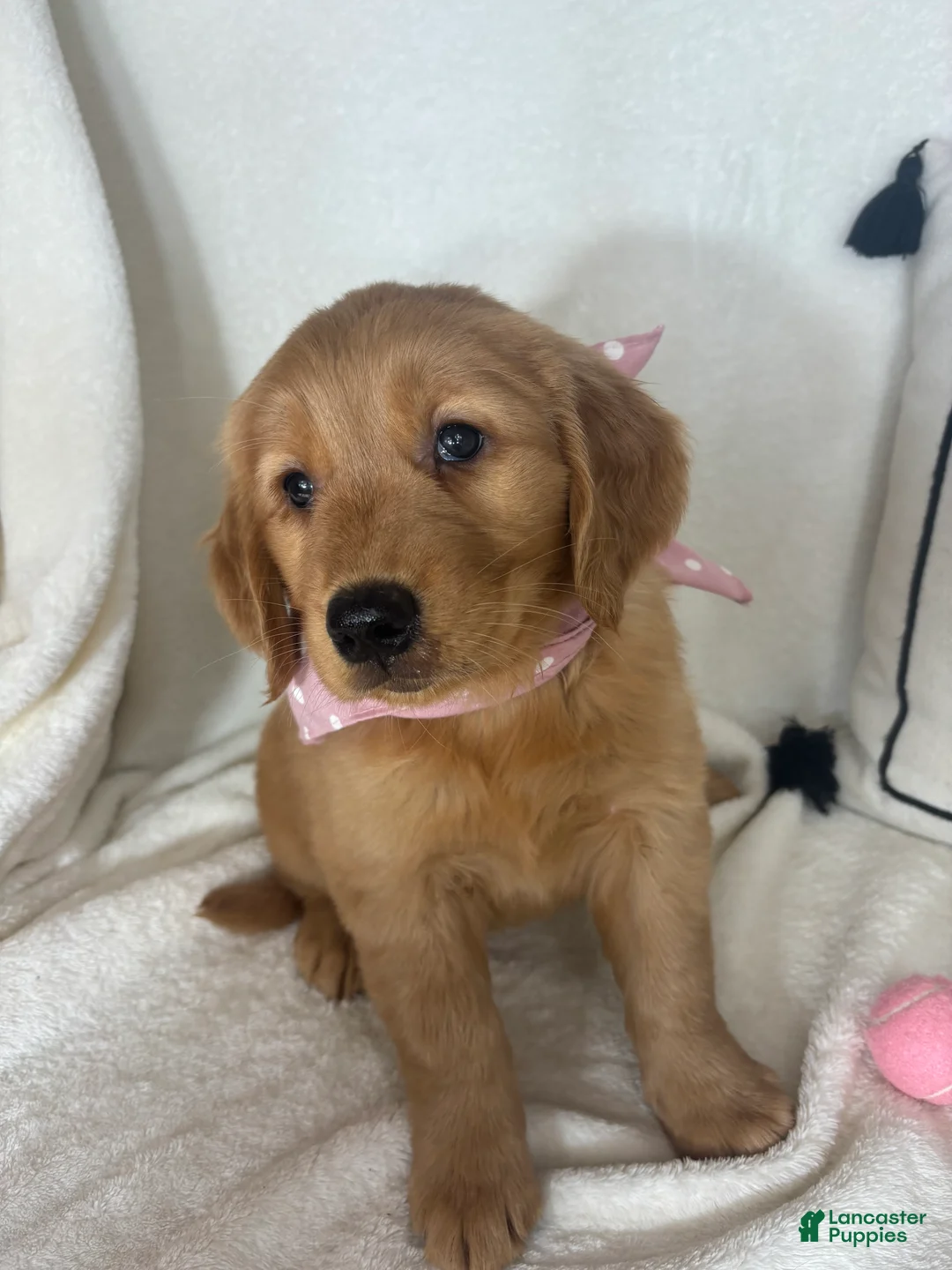Golden Retriever dogs for sale: Sandy - Ad 2