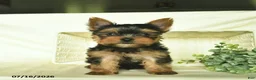 Yorkshire Terrier dogs for sale: Lasso  - Ad 2