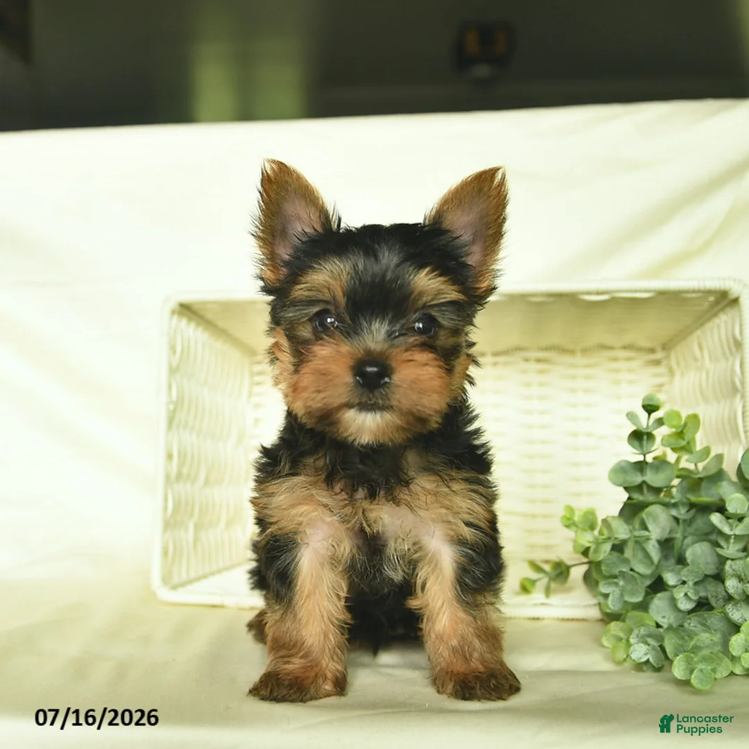 Yorkshire Terrier dogs for sale: Lasso  - Ad 2