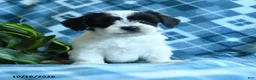 Mixed Breed dogs for sale: Dixie - Ad 3