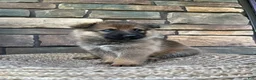 German Shepherd dogs for sale: Tori - Ad 9