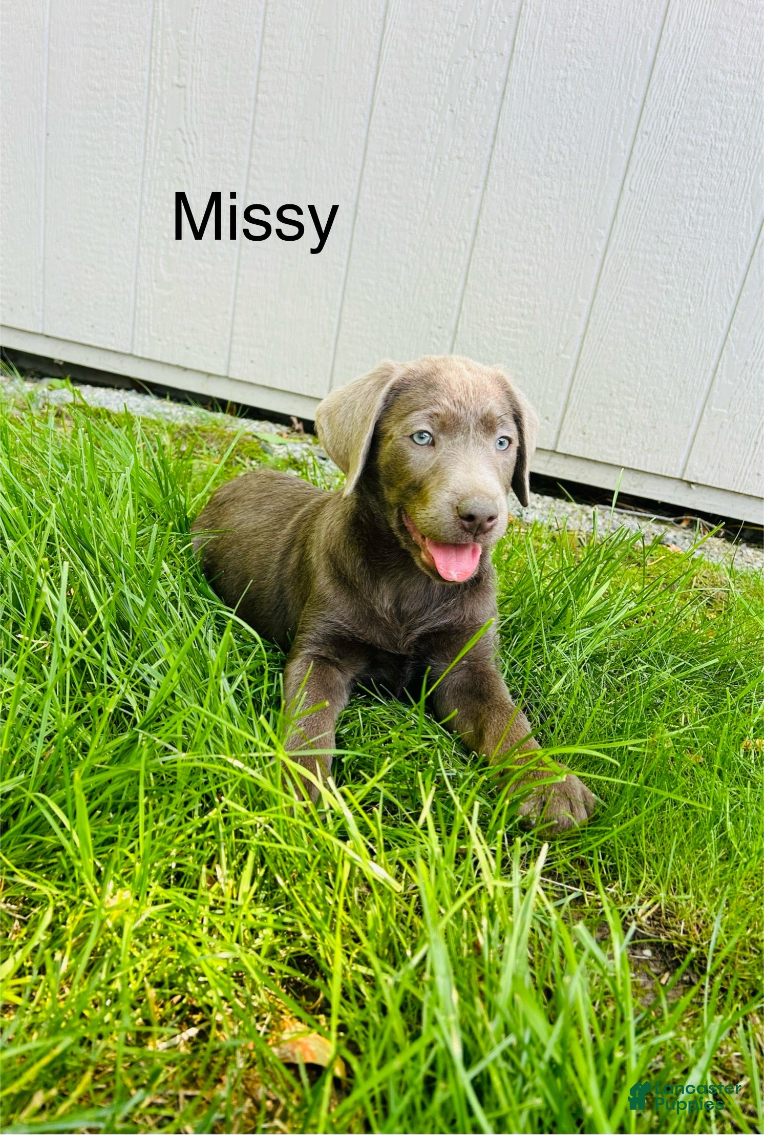 Labrador Retriever dogs Missy  - Ad 1