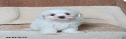 Maltese dogs for sale: Skippy - Ad 4