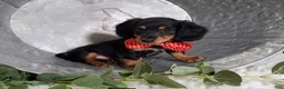 Miniature Dachshund dogs for sale: Kevin - Ad 7