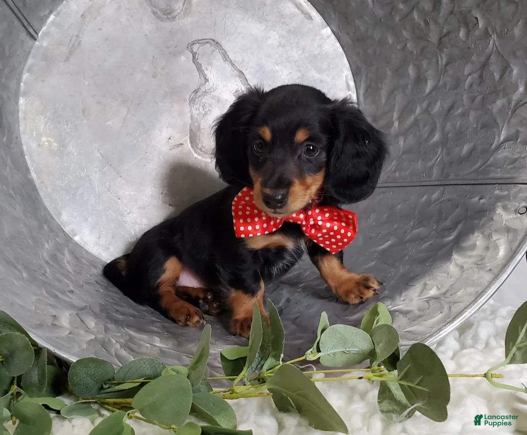 Miniature Dachshund dogs for sale: Kevin - Ad 7