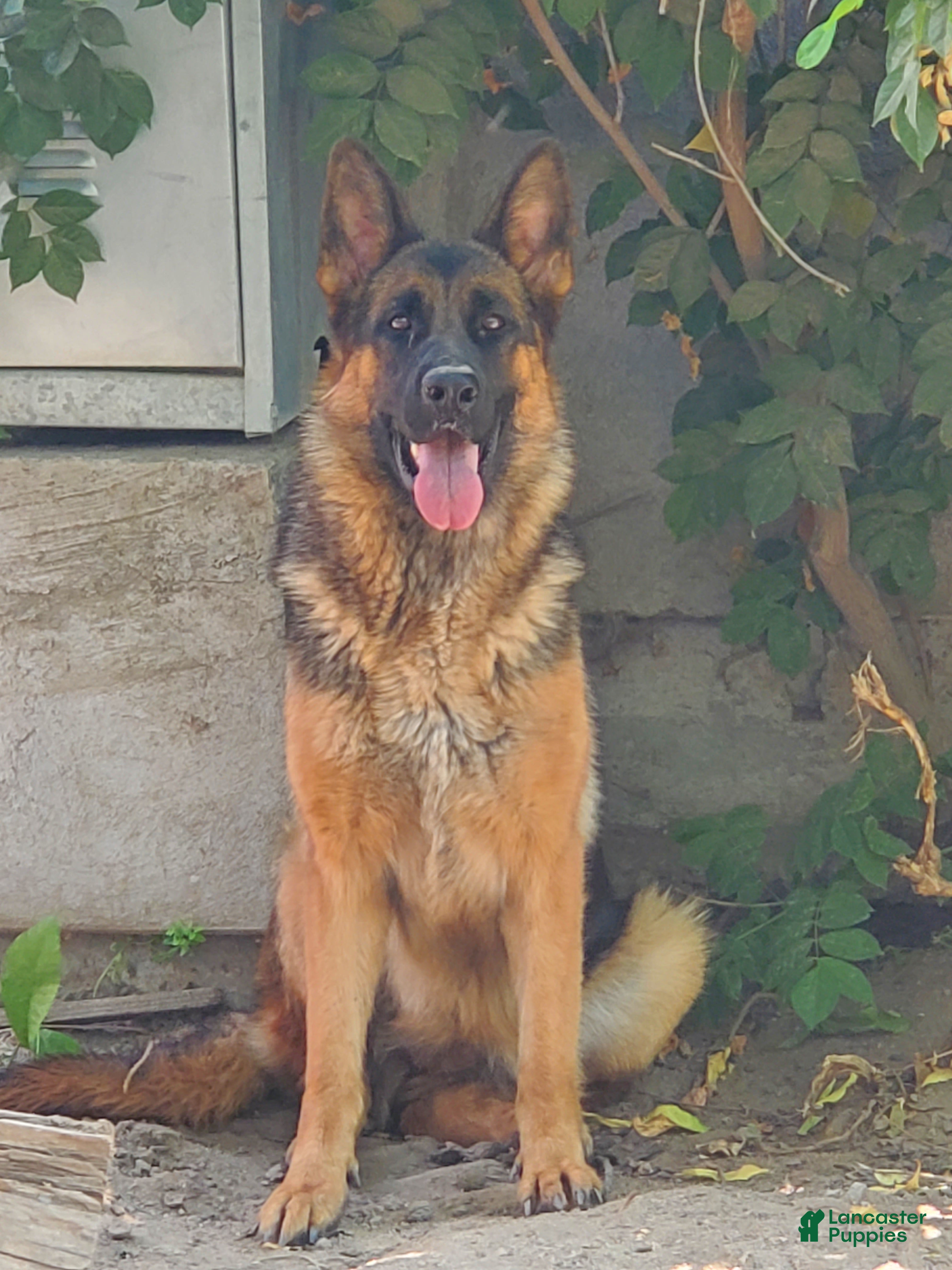 German Shepherd dogs German Shepherd Pup - Ad 2