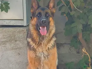 German Shepherd dogs AKC German Shepherd Pup - Ad 2