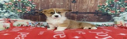 Welsh Corgi Pembroke dogs for sale: Welsh Corgi Pembroke Puppy 3 - Ad 2