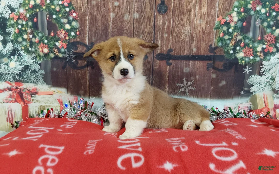 Welsh Corgi Pembroke dogs for sale: Welsh Corgi Pembroke Puppy 3 - Ad 2