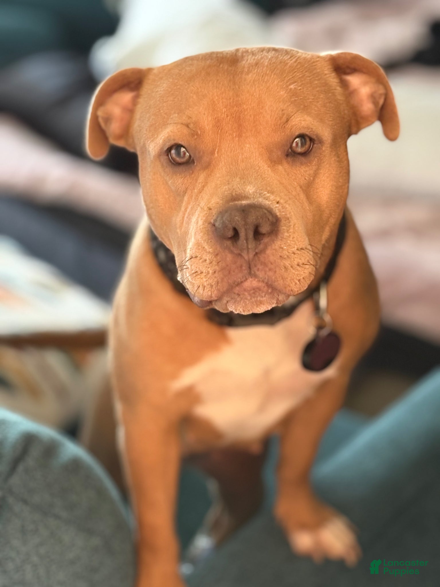American Bully dogs for sale: American Bully Puppy 1 - Ad 6