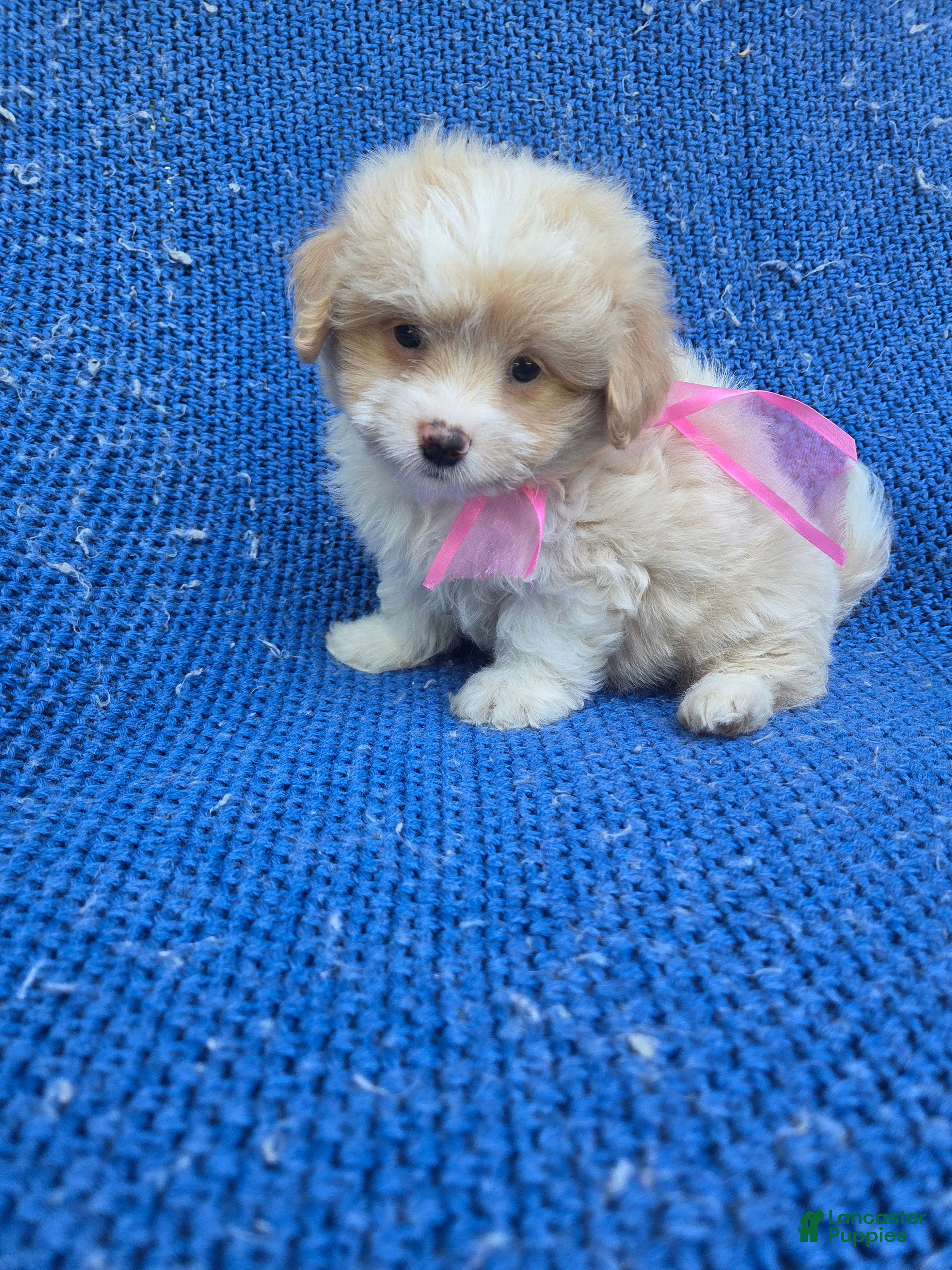 Morkie dogs Bella - Ad 36
