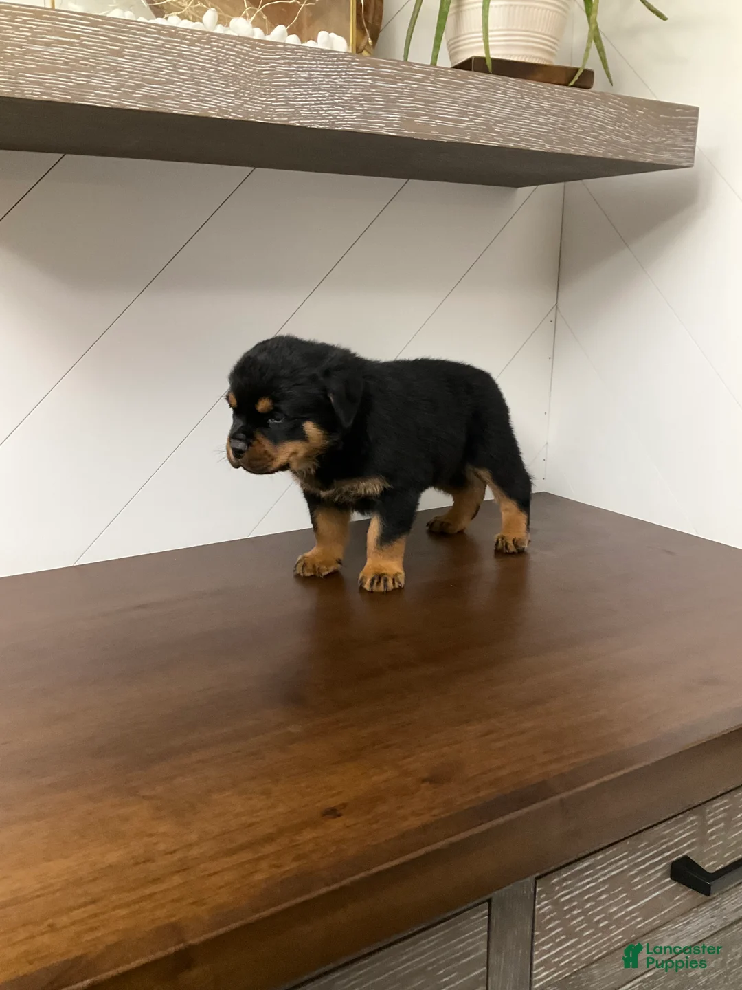 Rottweiler dogs for sale: Rottweiler Puppy 3 - Ad 7