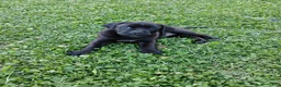 Mixed Breed dogs for sale: Anne - Ad 6