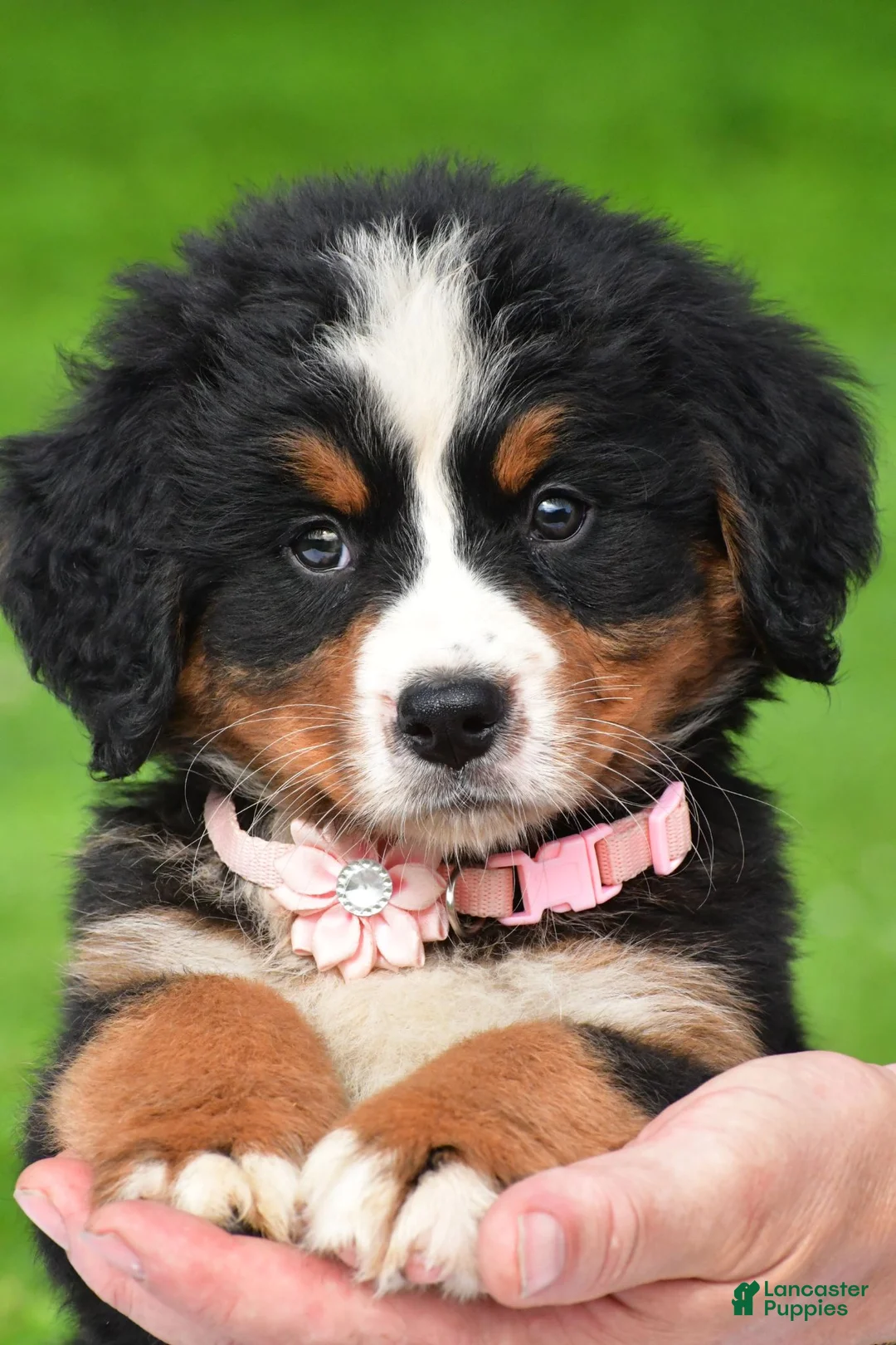 Bernese Mountain Dog dogs for sale: Nancey - Ad 1