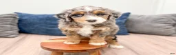 Mini Bernedoodle dogs for sale: Callie - Ad 10